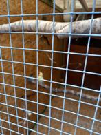 KOPPEL  ROSSELA  KOPPEL  VALKPARKIETEN, Dieren en Toebehoren