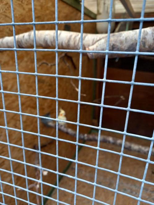 KOPPEL  ROSSELA  KOPPEL  VALKPARKIETEN, Dieren en Toebehoren, Vogels | Kanaries