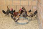 Lachhoen kippen Ayam Ketawa, Dieren en Toebehoren, Meerdere dieren, Kip