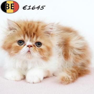 Exotic Longhair - kittens te koop (Belgisch) beschikbaar voor biedingen