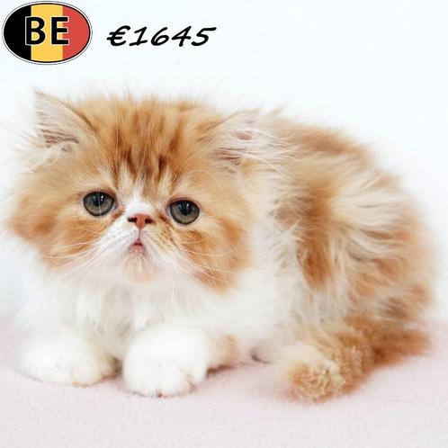 Exotic Longhair - kittens te koop (Belgisch), Dieren en Toebehoren, Katten en Kittens | Raskatten | Langhaar, Meerdere dieren