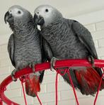 Couple Gris du Gabon, Animaux & Accessoires, Plusieurs animaux, Perroquet, Parleur