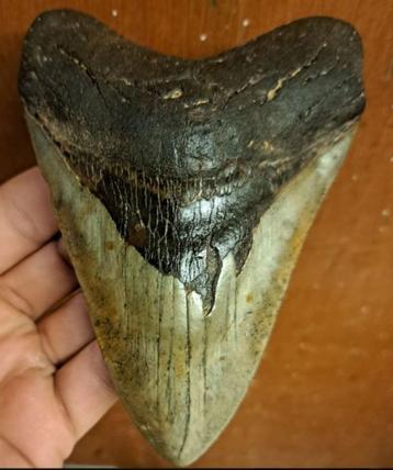 grote USA MEGALODON TAND  13.2x9.2x2.2cm beschikbaar voor biedingen