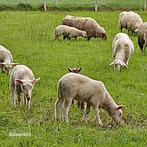 Ooien + lammeren te koop, Mouton, Plusieurs animaux, 0 à 2 ans
