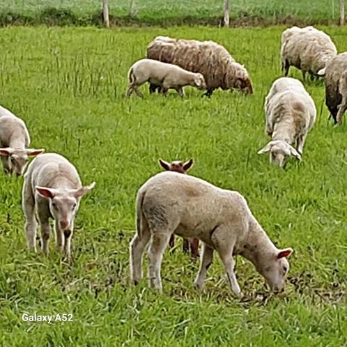 Ooien + lammeren te koop, Animaux & Accessoires, Moutons, Chèvres & Cochons, Mouton, Plusieurs animaux, 0 à 2 ans