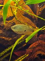 6tal gourami's, Animaux & Accessoires