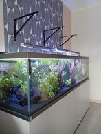 Vente aquarium eau douce, Dieren en Toebehoren, Ophalen, Zo goed als nieuw