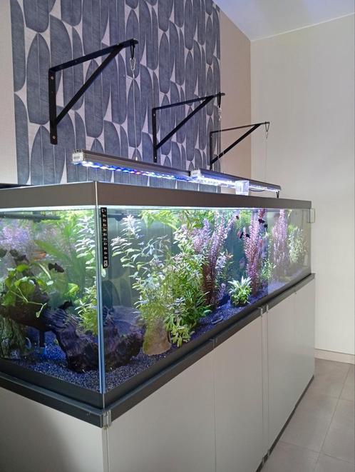Vente aquarium eau douce, Dieren en Toebehoren, Reptielen en Amfibieën | Toebehoren, Zo goed als nieuw, Ophalen