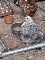 Kippen, Dieren en Toebehoren, Vogels | Overige Vogels