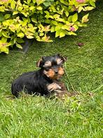 York Shire pups, CDV (hondenziekte), Meerdere, 8 tot 15 weken, Meerdere dieren