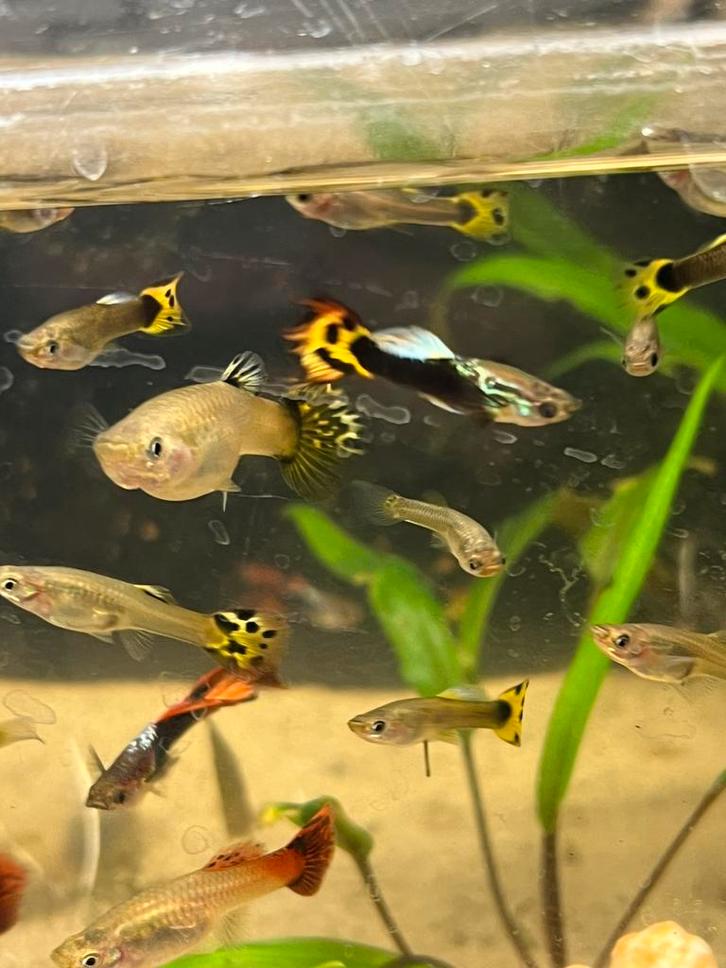 Lot de guppys, Animaux & Accessoires, Poissons | Poissons d'aquarium