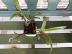 ZILVERKRUID(LEDEBOURIA SOCIALES), Ophalen, Nieuw