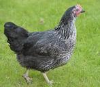 RACE UNIQUE : Black Sussex - poulet pondeur - **Livraison gr