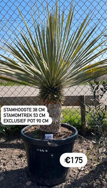 Yucca rostrata 90x38x53 cm  beschikbaar voor biedingen