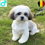 chiots Lhassa Apso - à vendre (belges), Animaux & Accessoires, Chiens | Chihuahuas & Chiens de compagnie, 15 semaines à 1 an, Commerçant