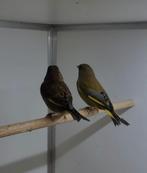 Groenvink, Dieren en Toebehoren, Vogels | Overige Vogels, Wildzangvogel