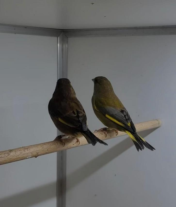 Groenvink, Dieren en Toebehoren, Vogels | Overige Vogels, Wildzangvogel