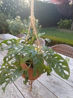 Rimpelgatenplant, Ophalen, In pot