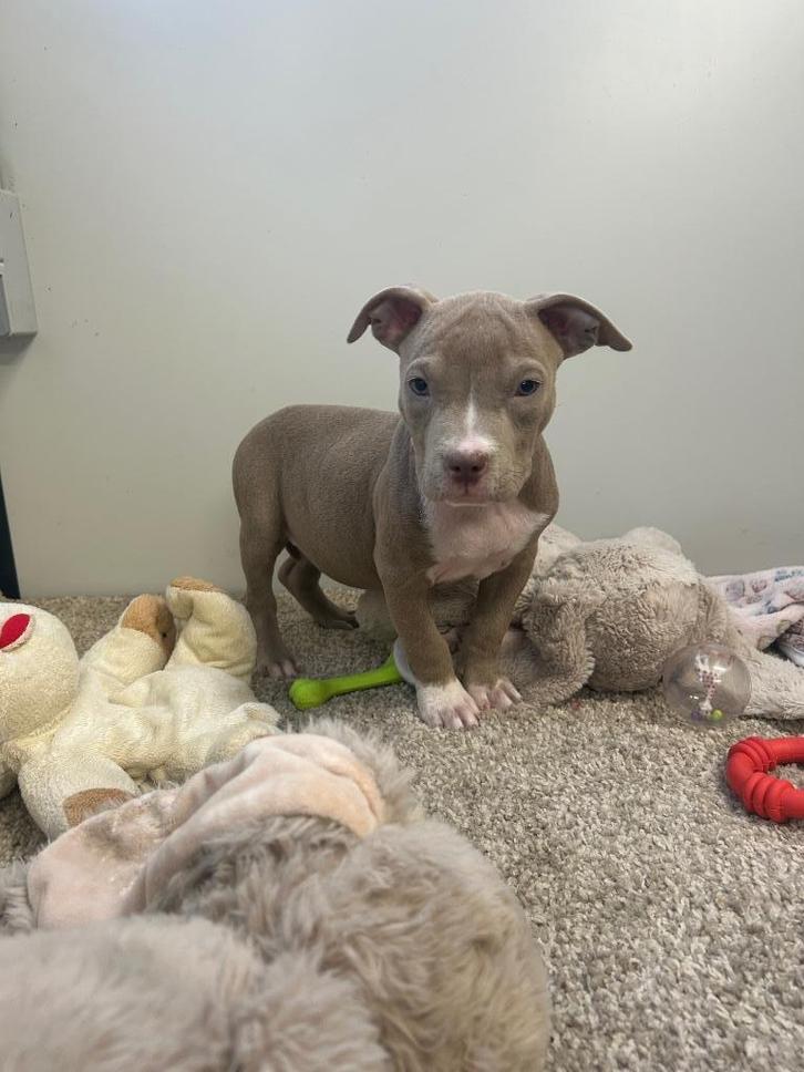 Leuke Amerikaanse Stafford pup (teefje), Dieren en Toebehoren, Honden | Jack Russells en Terriërs, Meerdere dieren, American Staffordshire Terriër