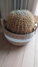 kunstbloem : cactus, Ophalen, Cactus, Minder dan 100 cm