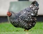 Zijdehoenders, Padua, Wyandotte, Baardkriel en andere, Dieren en Toebehoren, Pluimvee, Kip