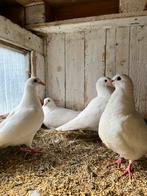 Witte reisduiven, Dieren en Toebehoren, Vogels | Duiven, Postduif
