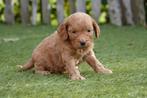 Prachtige Cockapoo pups (wavy fleece vacht), Dieren en Toebehoren, België, Overige rassen, CDV (hondenziekte), 8 tot 15 weken