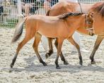 Prachtig merrieveulen miniatuurpaard BMP/AMHA/AMHR, Dieren en Toebehoren, Paarden, Merrie, Minder dan 160 cm, Gechipt, Niet van toepassing