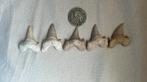 Dent de requin Otodus Obliquus fossilisés, Verzamelen, Mineralen en Fossielen, Ophalen of Verzenden, Fossiel