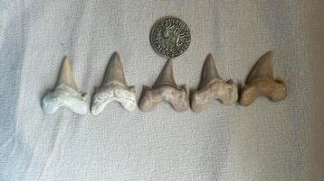 Dent de requin Otodus Obliquus fossilisés  beschikbaar voor biedingen