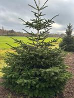 Kerstbomen Nordmann, Ophalen