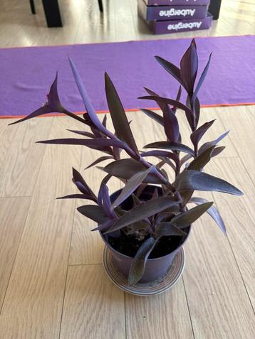 Tradescantia Pallida / Purple Heart /Purple Queen beschikbaar voor biedingen