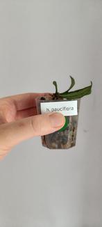 Hoya pauciflora, Maison & Meubles, Plantes d'intérieur, Ombre partielle, Plante à fleurs, Enlèvement ou Envoi, Moins de 100 cm
