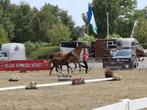 Merrie veulen te koop !!!, Dieren en Toebehoren, Paarden, Merrie