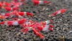 Red Rilli Neocaridina Garnelen – Eigen kweek, Dieren en Toebehoren, Kreeft, Krab of Garnaal