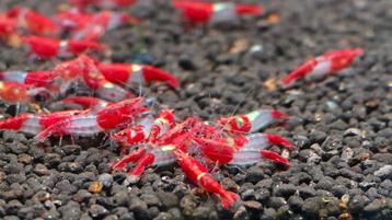 Red Rilli Neocaridina Garnelen – Eigen kweek beschikbaar voor biedingen