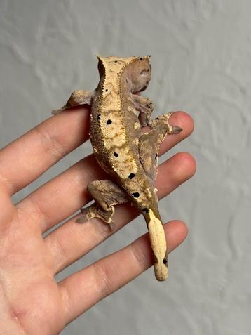Wimpergekko mannetje beschikbaar voor biedingen