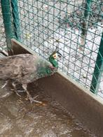 Spalding pauwen (Roepen veel minder).