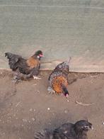 Haanen teveel, Animaux & Accessoires, Volatiles