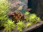 Aquarium beauty, Dieren en Toebehoren, Vissen | Aquaria en Toebehoren, Ophalen, Zo goed als nieuw