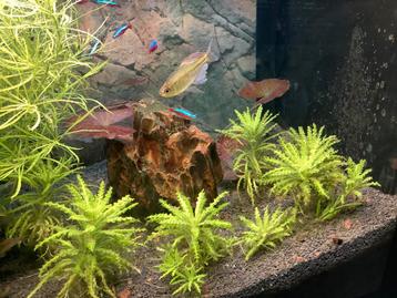 Aquarium beauty beschikbaar voor biedingen