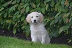 Golden retriever pups nieuw nestje beschikbaar, CDV (hondenziekte), Meerdere, Golden retriever, 8 tot 15 weken