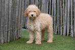 Prachtige Goldendoodle pup, Dieren en Toebehoren, België, Overige rassen, CDV (hondenziekte), 8 tot 15 weken