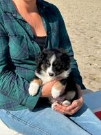 Miniature American shepherd reu, België, Reu, 8 tot 15 weken, Eén hond