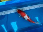 Kohaku hoshikin female