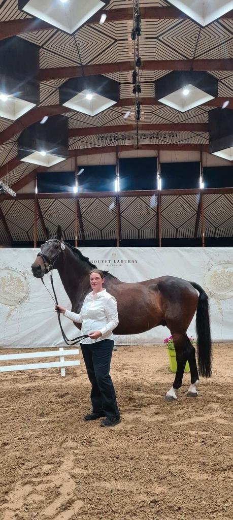 Super brave ruin, Dieren en Toebehoren, Paarden