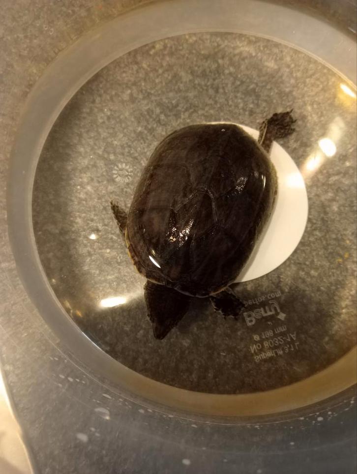 Waterschildpad schildpadden plus aquarium en toebehoren, Dieren en Toebehoren, Insecten en Spinnen