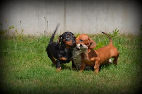 Teckel pups kaninchen, Dieren en Toebehoren, Honden | Teckels en Dashonden, Meerdere dieren, Korthaar, Kaninchen, Fokker | Professioneel