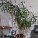 Plant., Tuin en Terras, Planten | Bomen, Ophalen