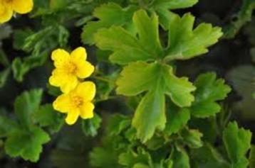 Waldsteinia Ternata  beschikbaar voor biedingen